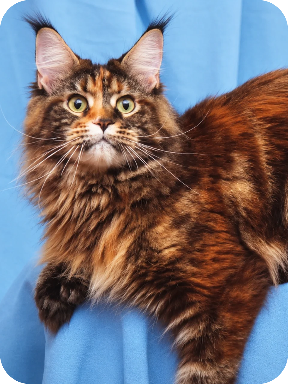 Amanda — Maine Coon parent cat