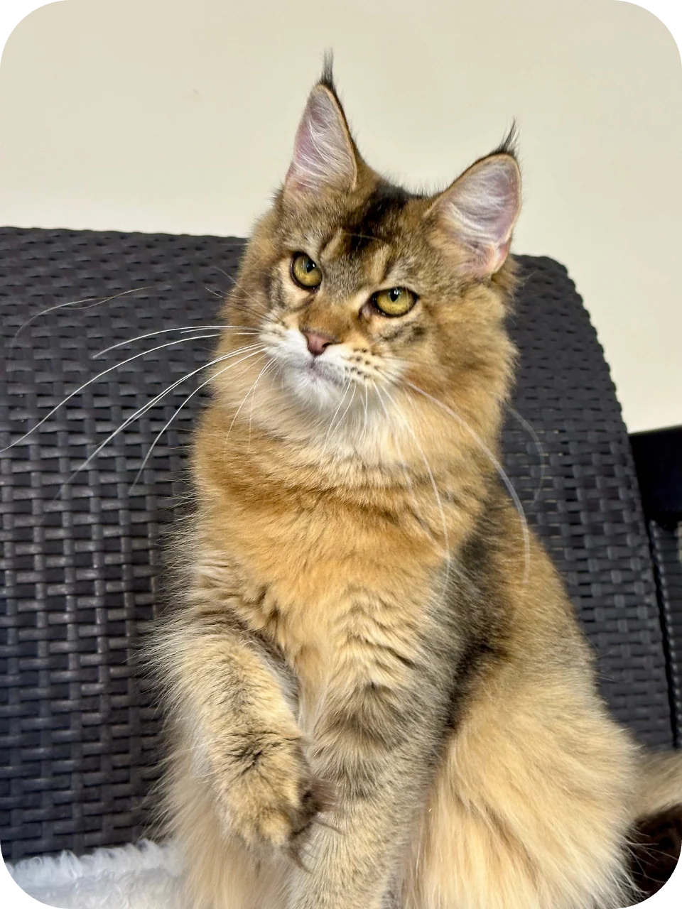 Amazonia — Maine Coon parent cat