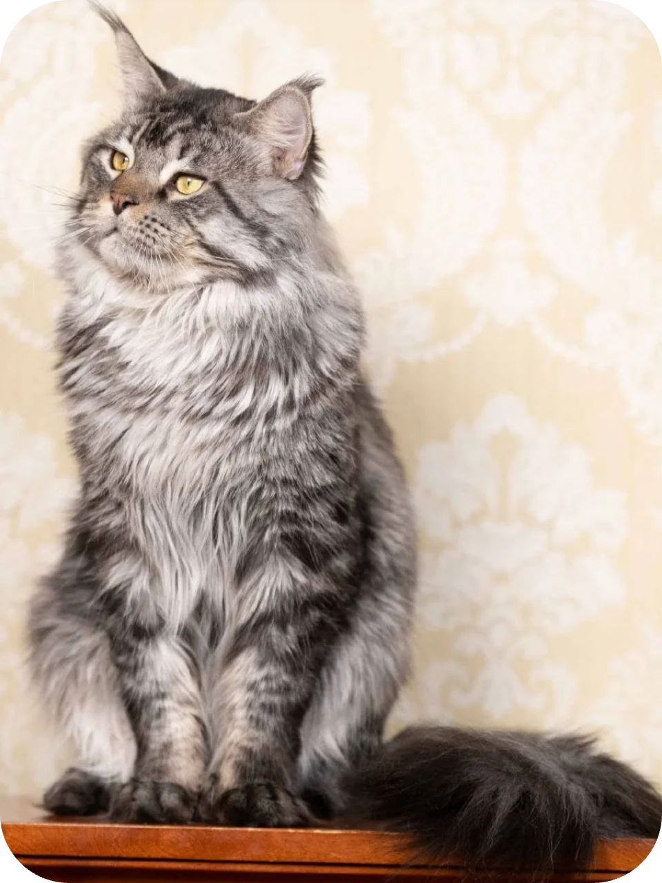 Baks — Maine Coon parent cat
