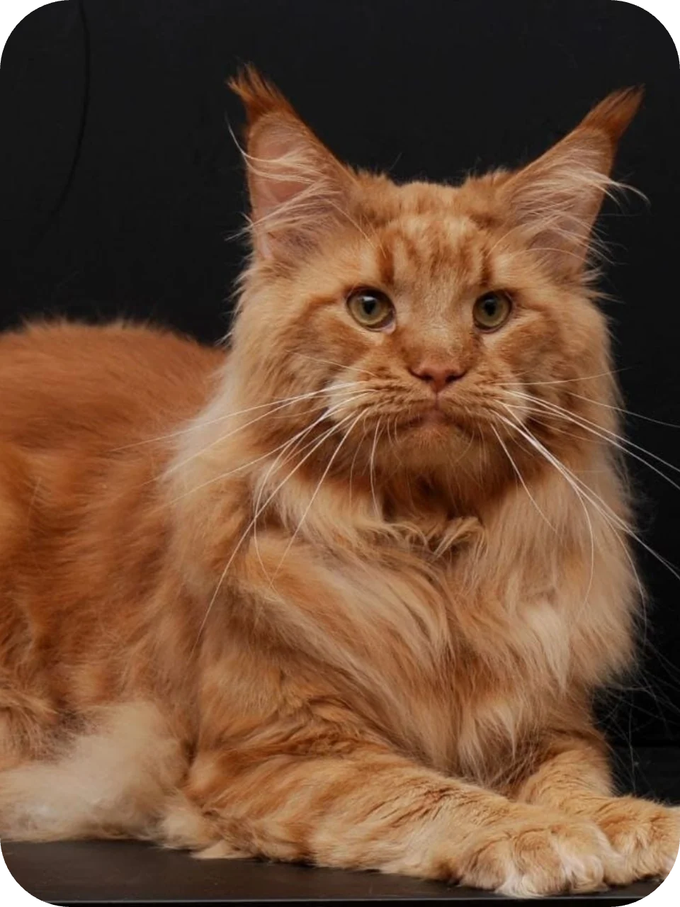 Buyan — Maine Coon parent cat
