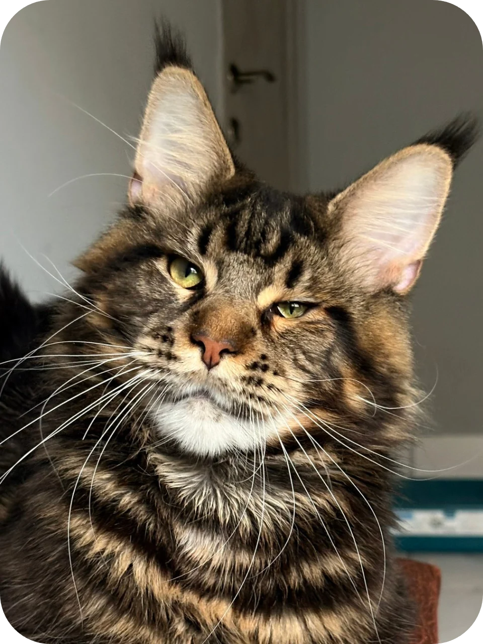 Cosmo — Maine Coon parent cat