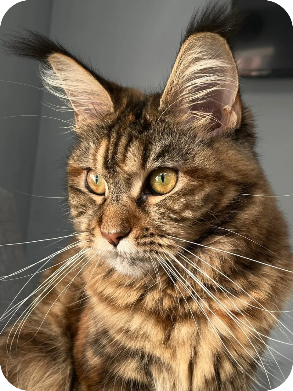 Dakota — Maine Coon parent cat