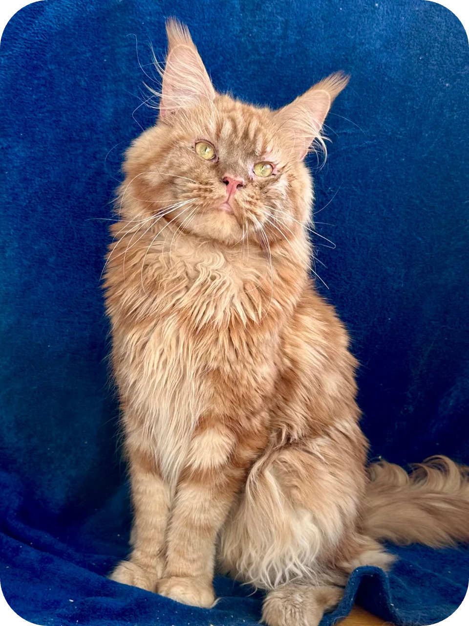 Eravan — Maine Coon parent cat