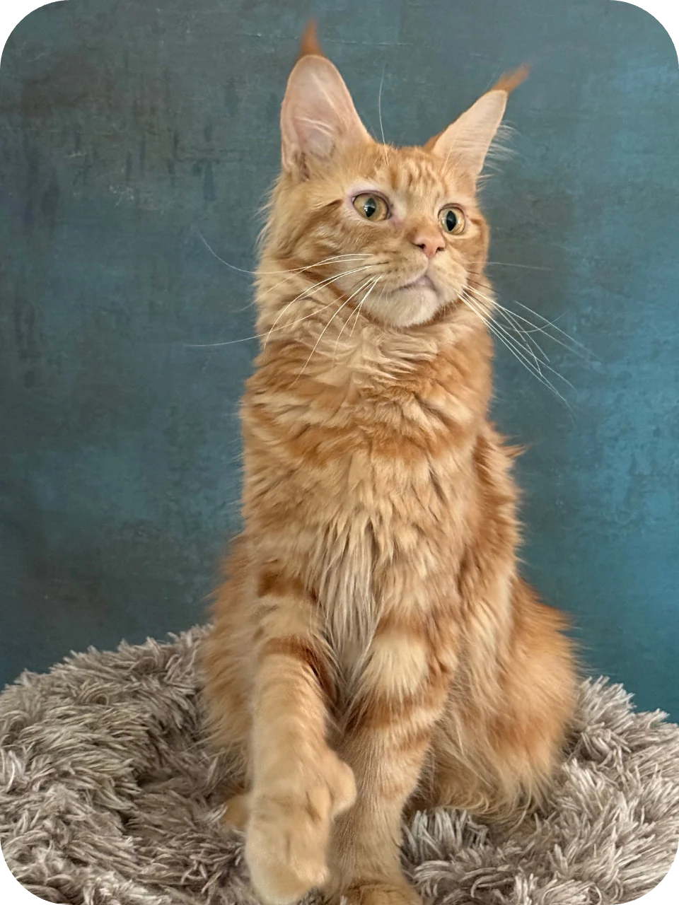 Fairy — Maine Coon parent cat