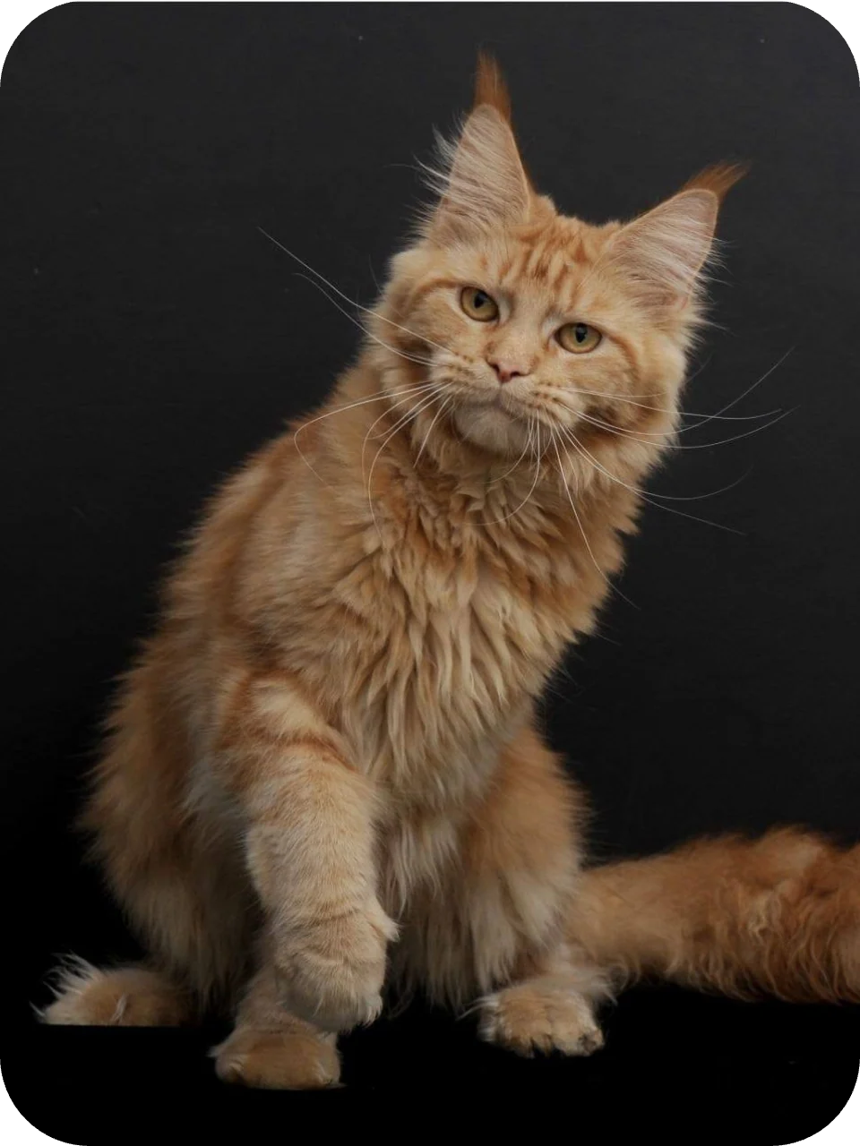 Freya — Maine Coon parent cat