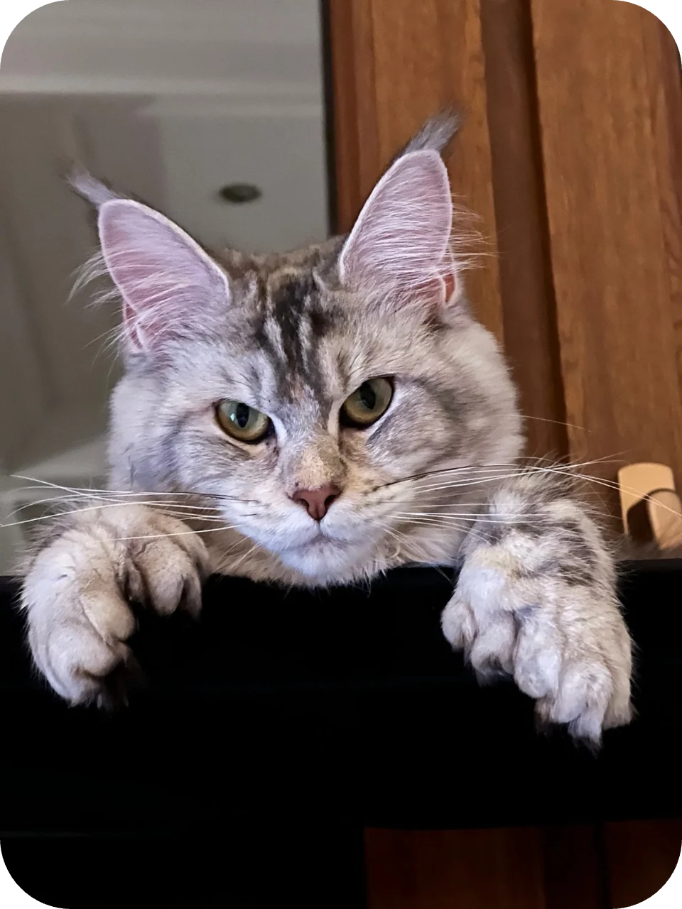 Furioza — Maine Coon parent cat