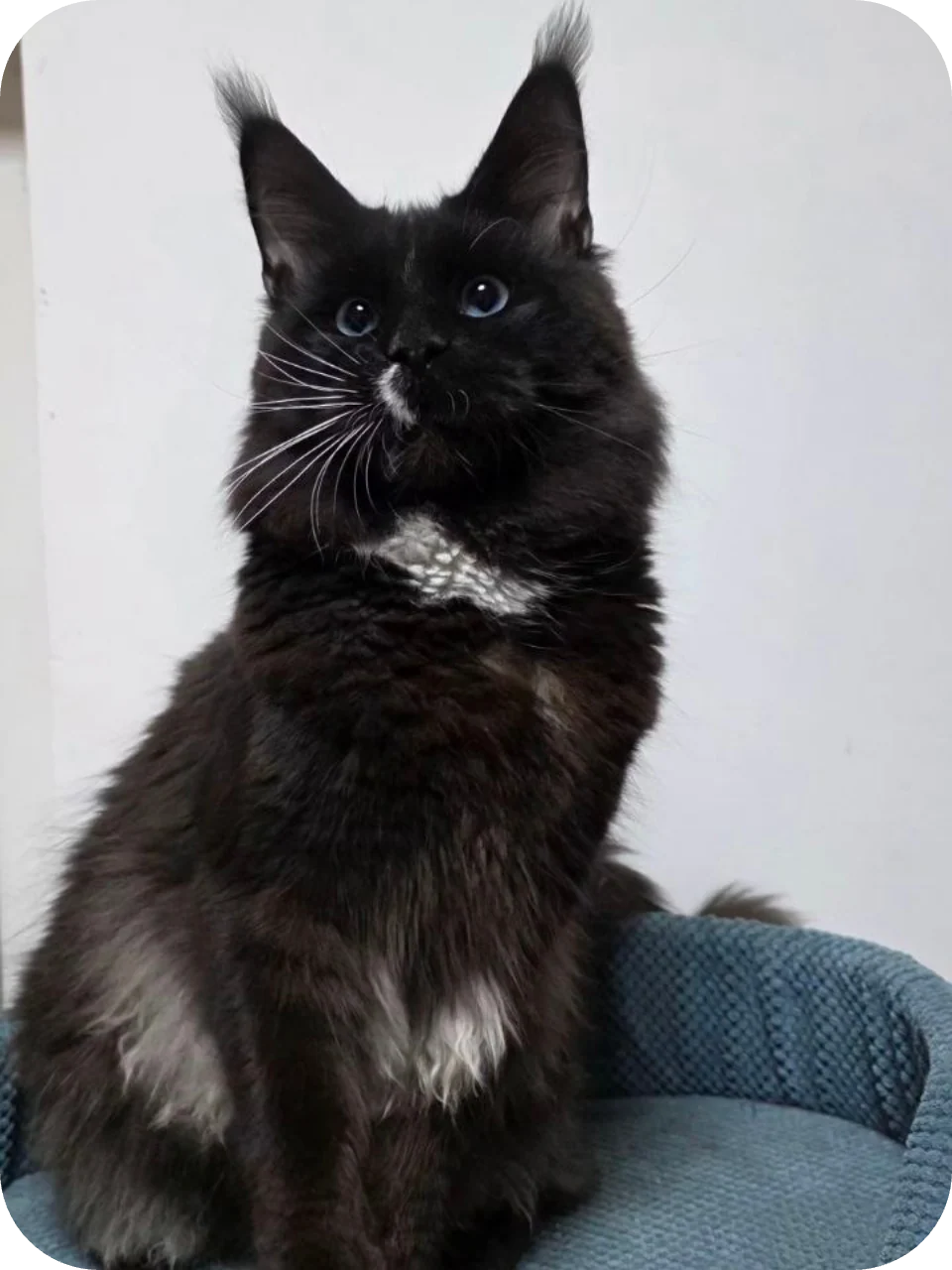 Graf — Maine Coon parent cat