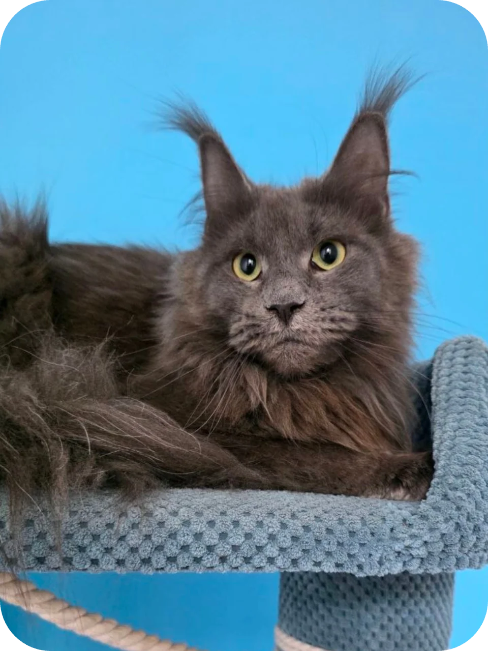 Lisa — Maine Coon parent cat