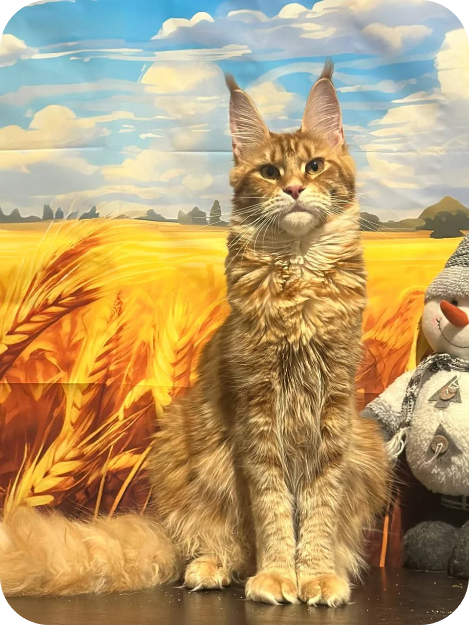 Lisandra — Maine Coon parent cat