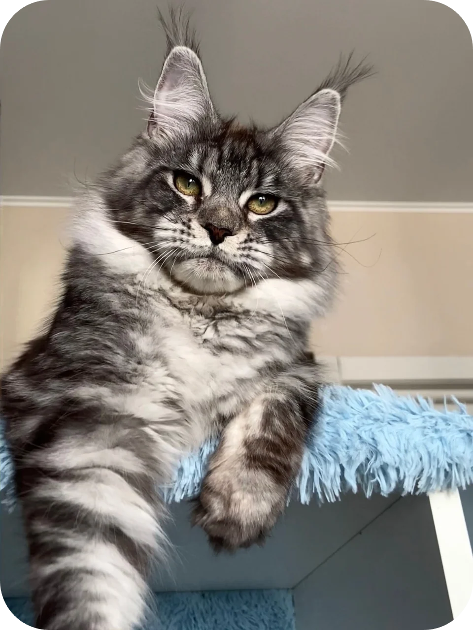 Lullaby — Maine Coon parent cat