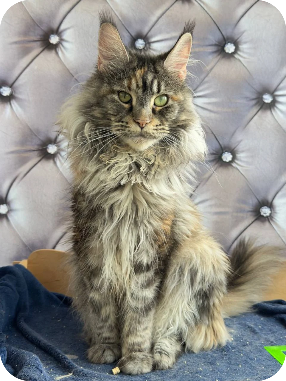 Mandragora — Maine Coon parent cat