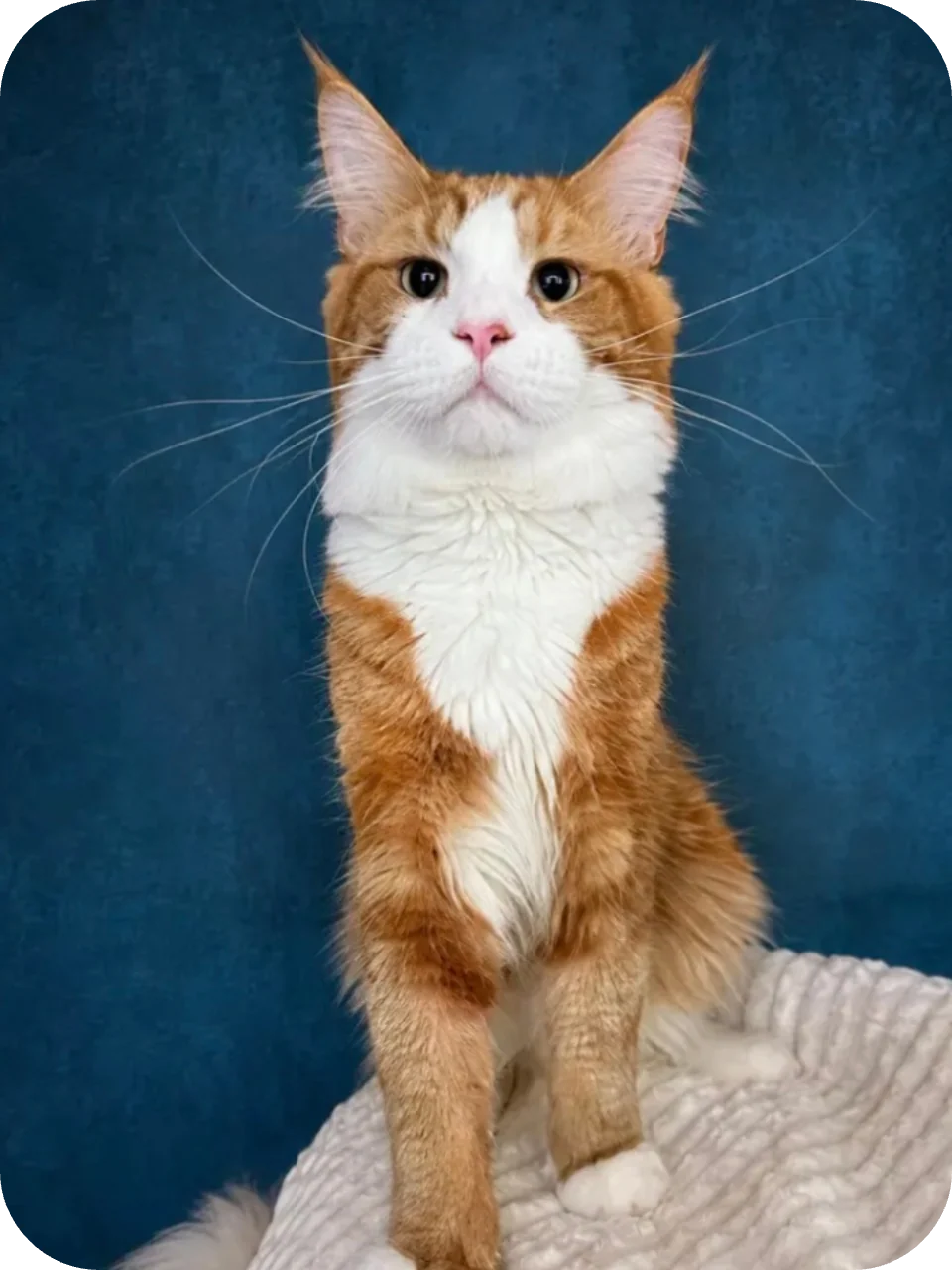 Max — Maine Coon parent cat