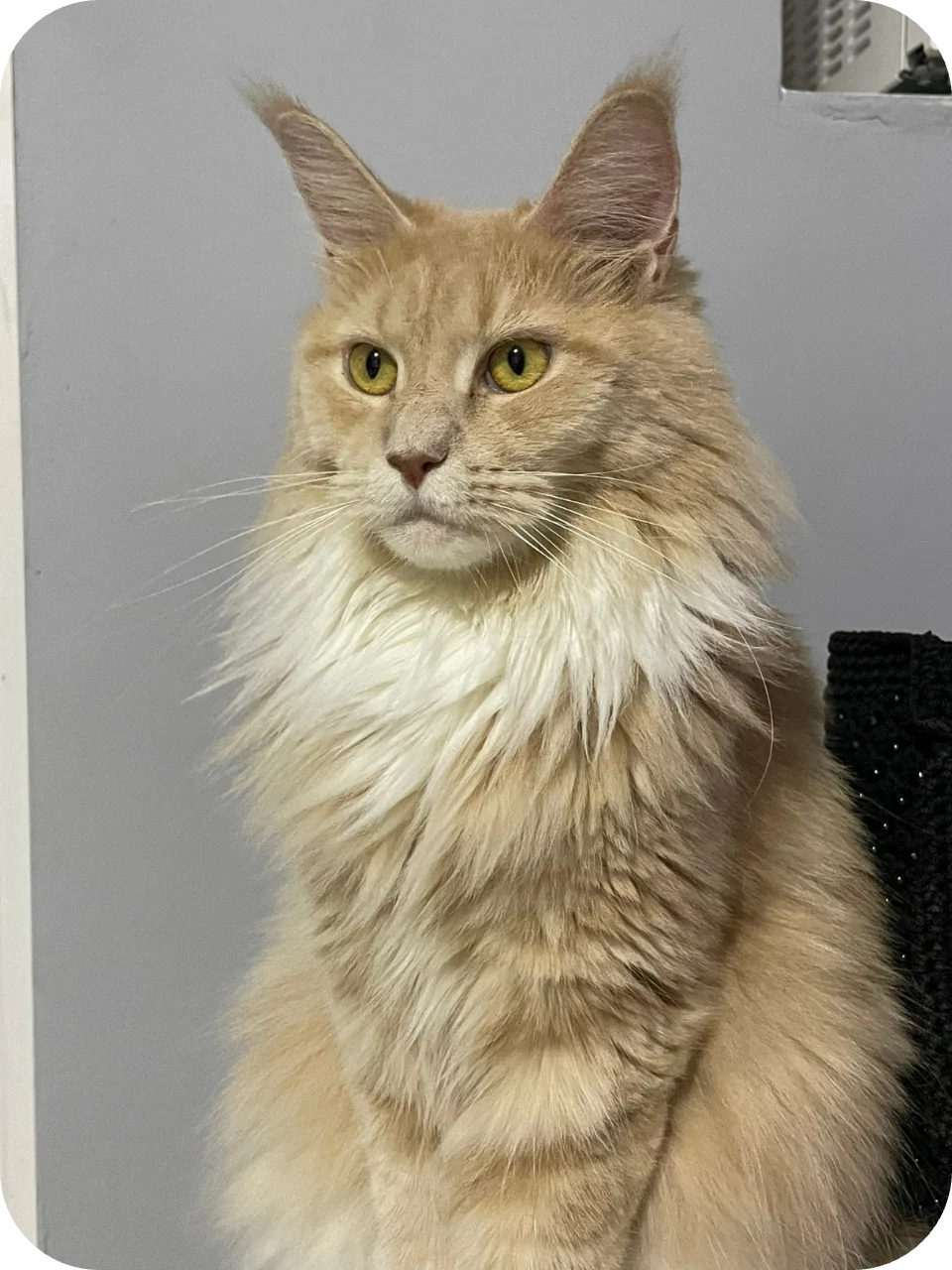 Merry — Maine Coon parent cat