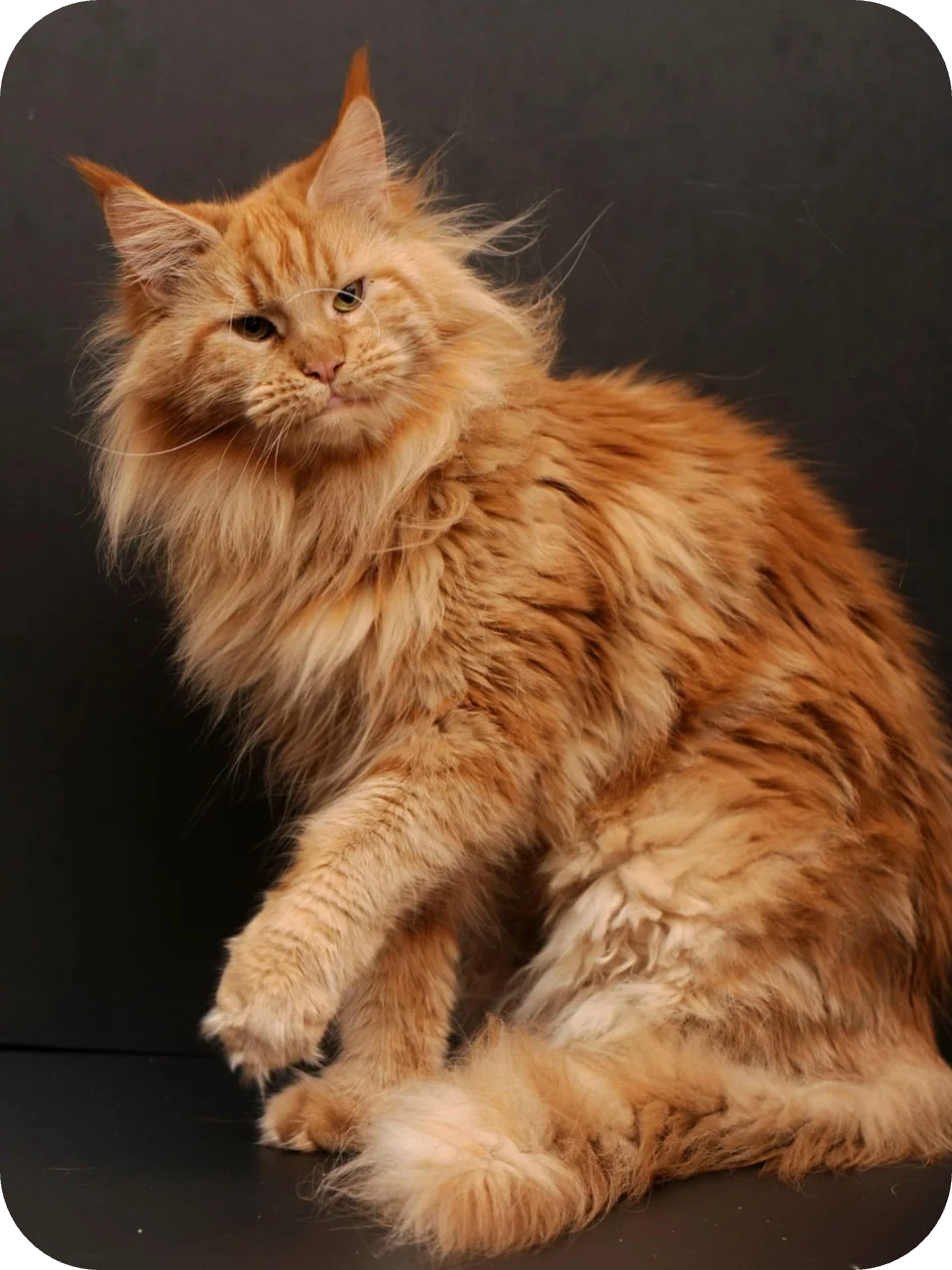 Potap — Maine Coon parent cat