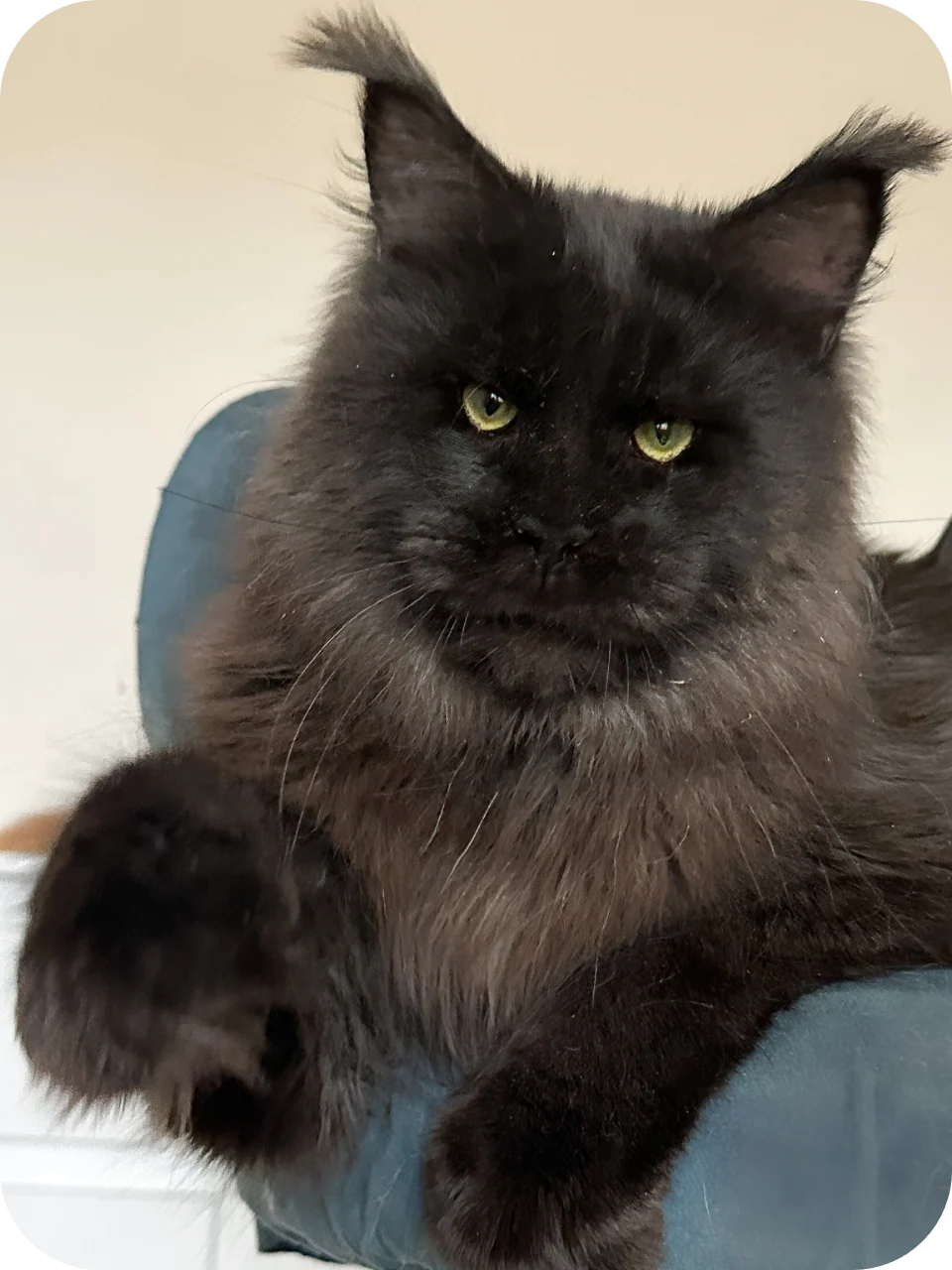 Queenty — Maine Coon parent cat