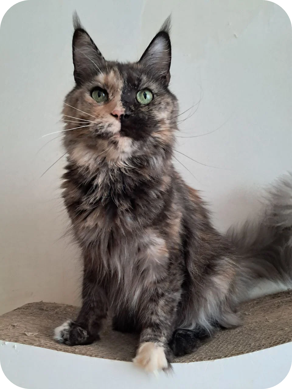 Sorbonna — Maine Coon parent cat