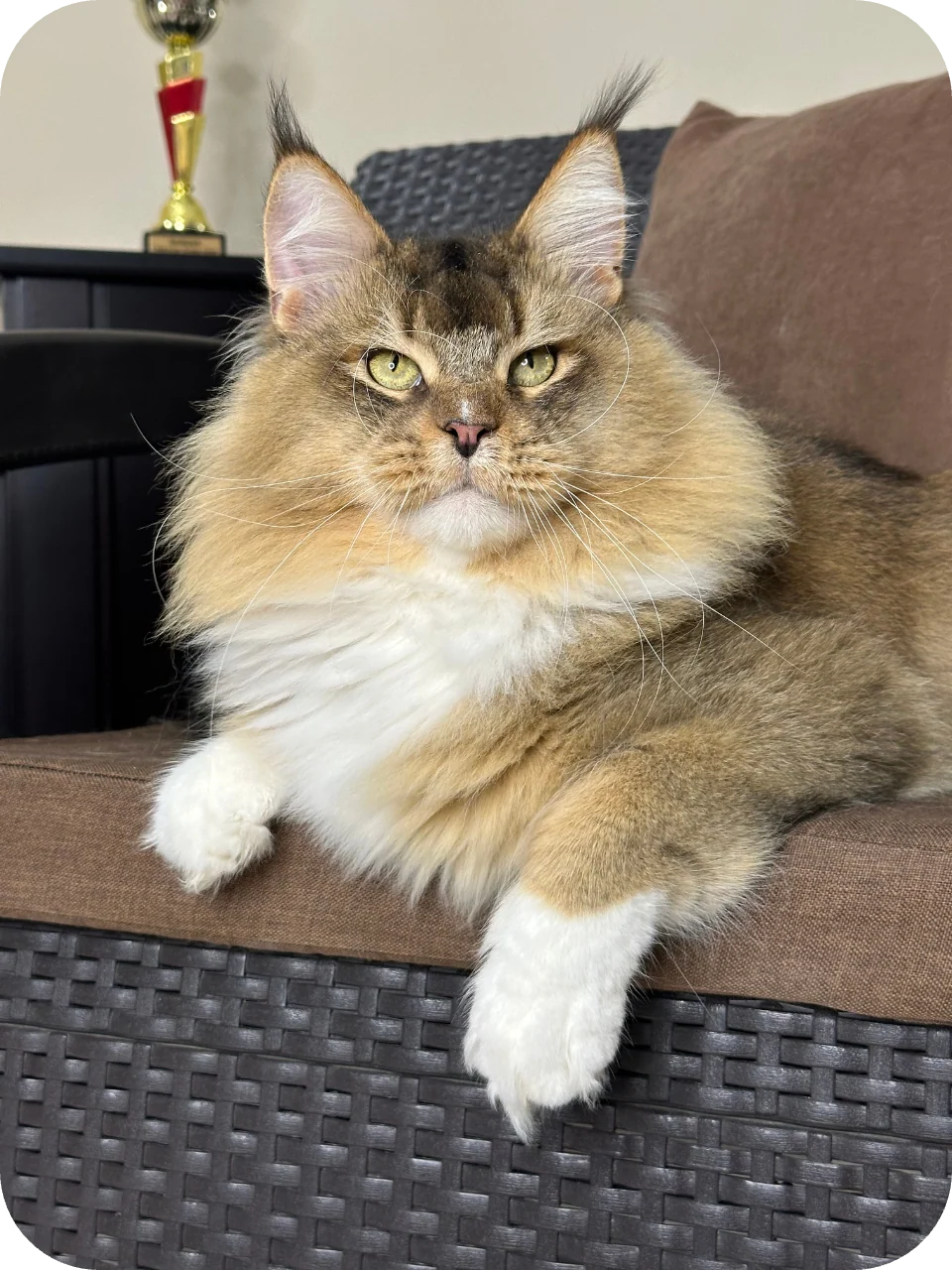 Valentino — Maine Coon parent cat
