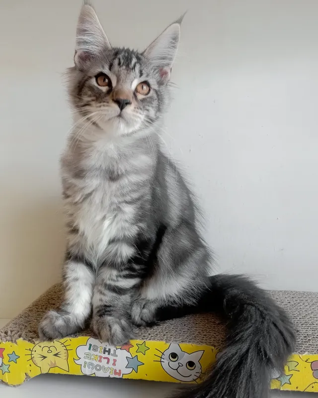 Finley, black silver blotched tabby Maine Coon boy