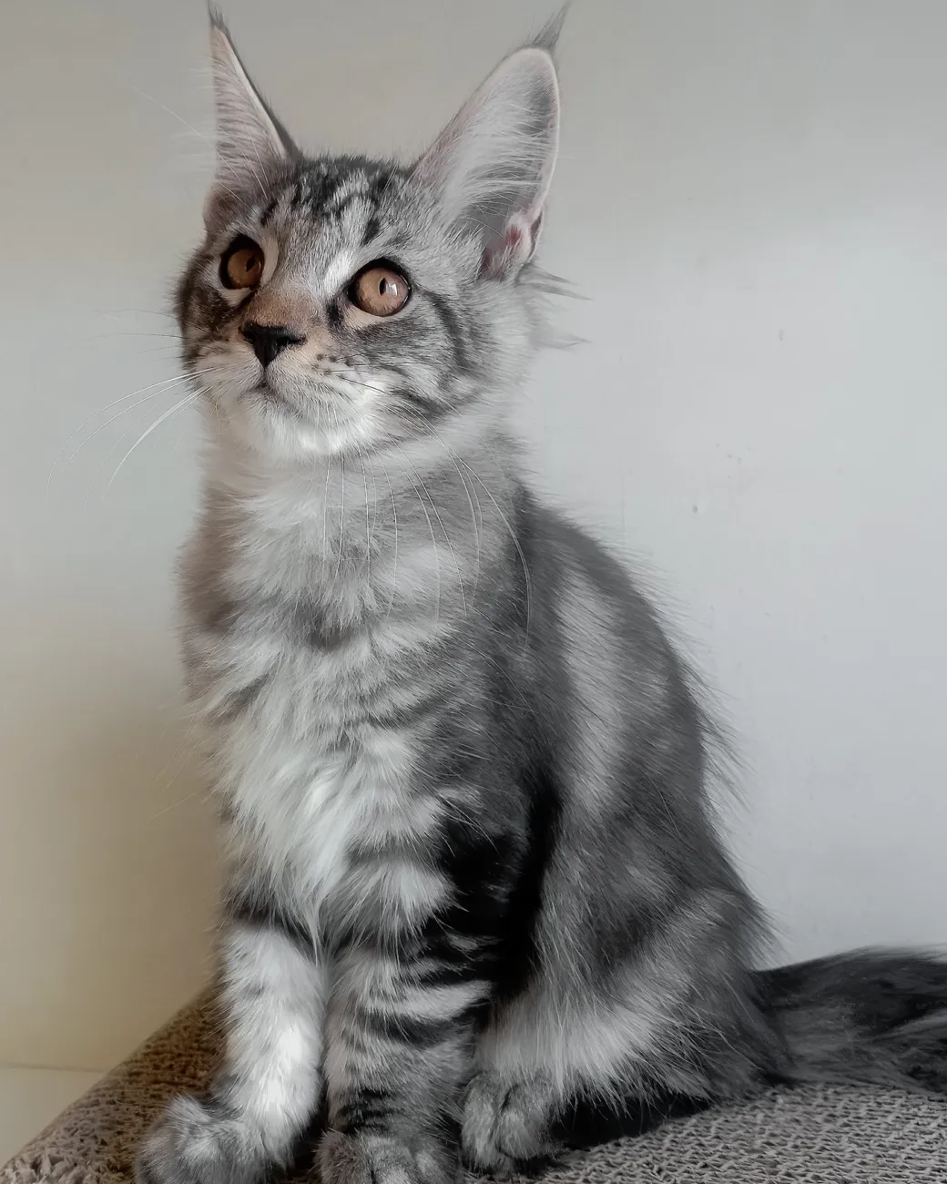 Finley, black silver blotched tabby Maine Coon boy