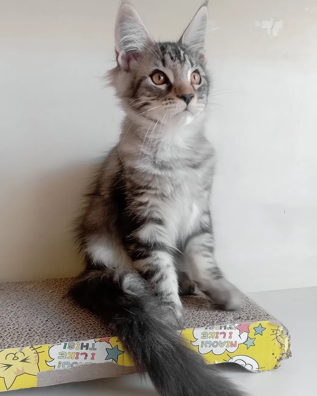 Finley, black silver blotched tabby Maine Coon boy