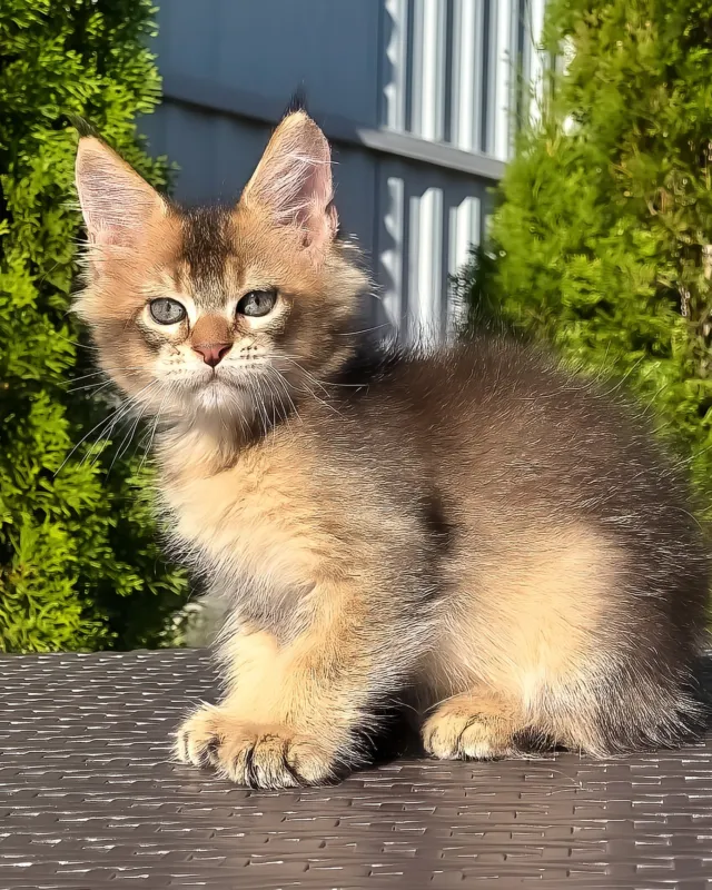 Madison, black golden ticked tabby Maine Coon boy