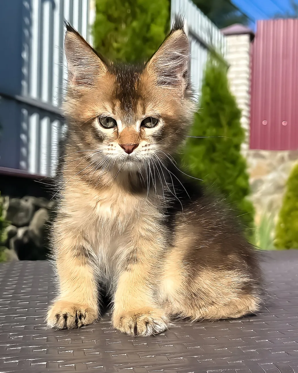 Madison, black golden ticked tabby Maine Coon boy