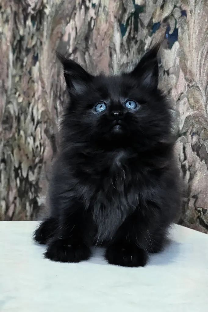 Black Maine Coon kitten with blue eyes