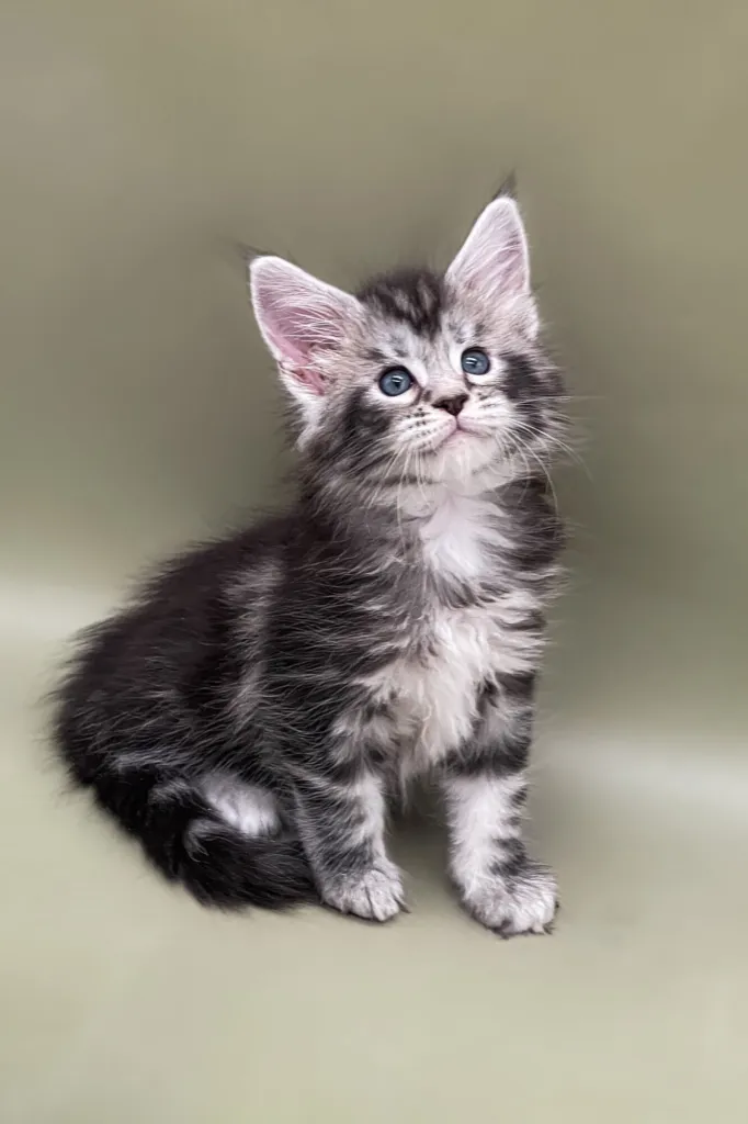 Black silver tabby Maine Coon kitten sitting against a cream backdrop