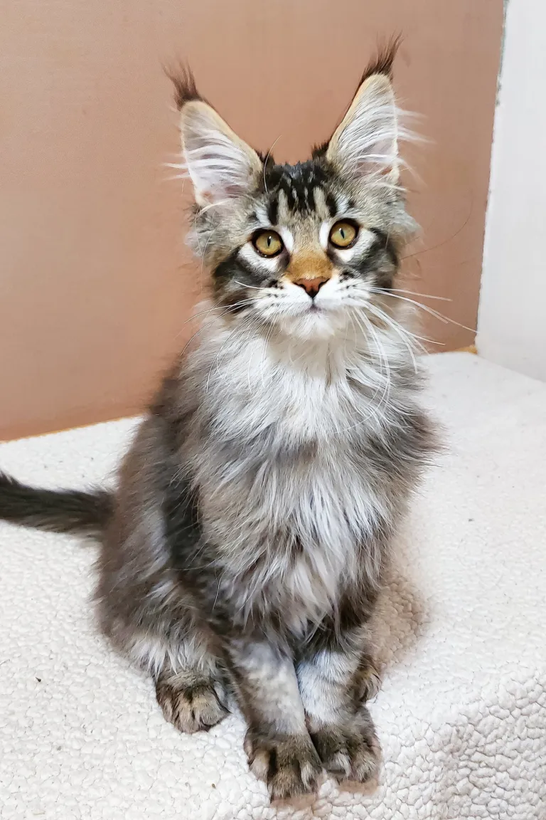 Black ticked tabby Maine Coon with large tufted ears sitting upright