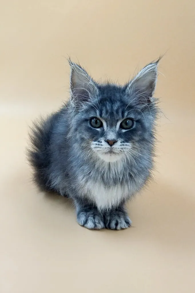 Blue silver tabby Maine Coon kitten against a pale backdrop