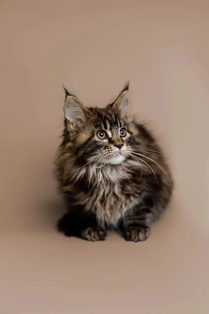 Fluffy brown tabby Maine Coon kitten against a warm beige backdrop