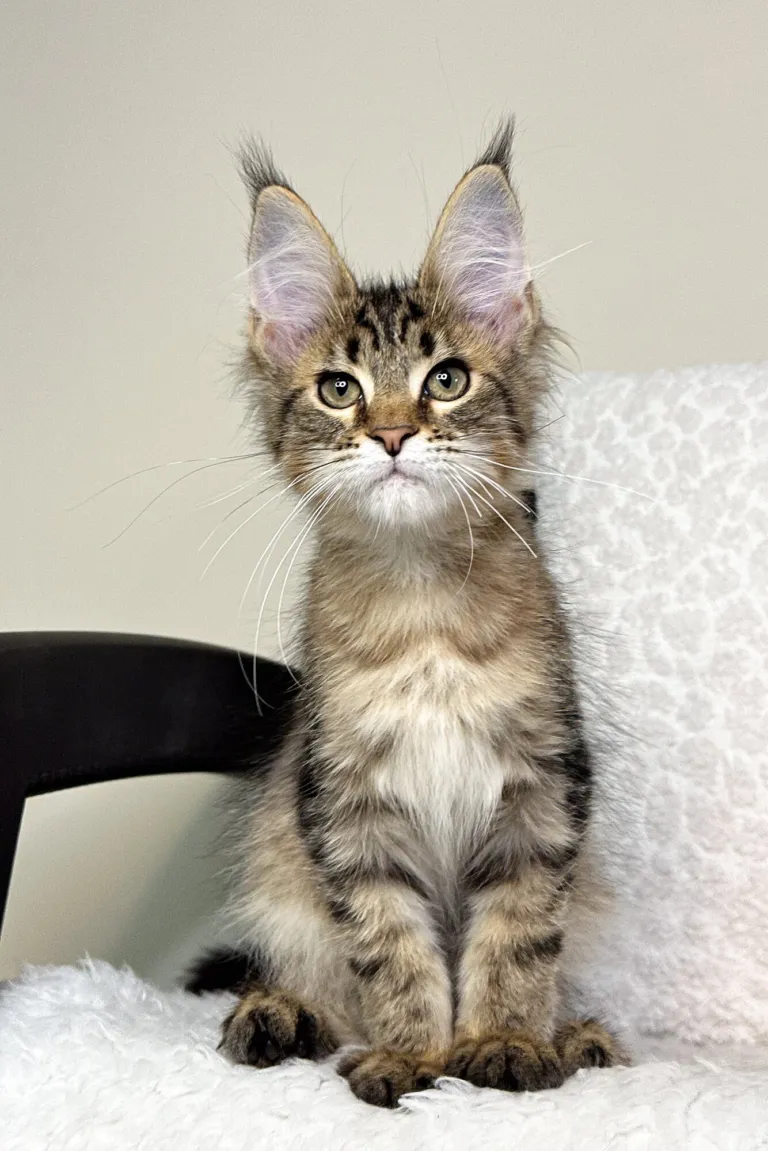Brown tabby Maine Coon kitten sitting on a white sofa