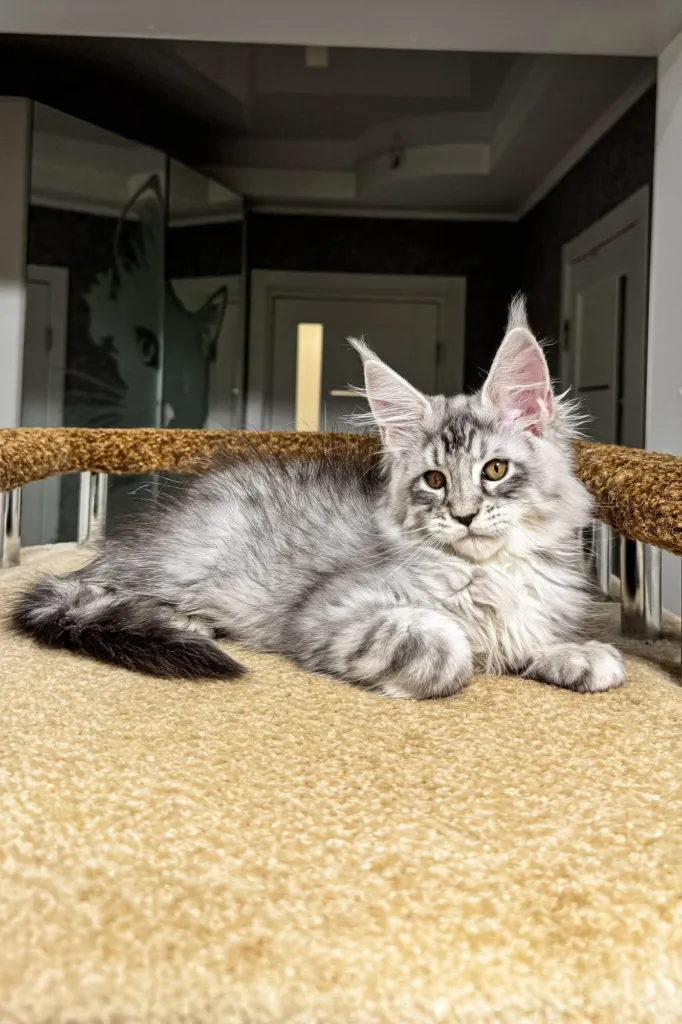 Silver tabby Maine Coon lounging on a cat tree