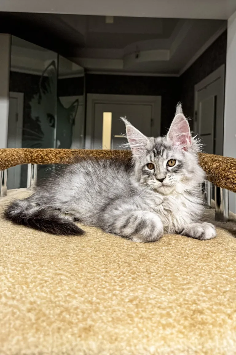 Silver tabby Maine Coon lounging on a cat tree