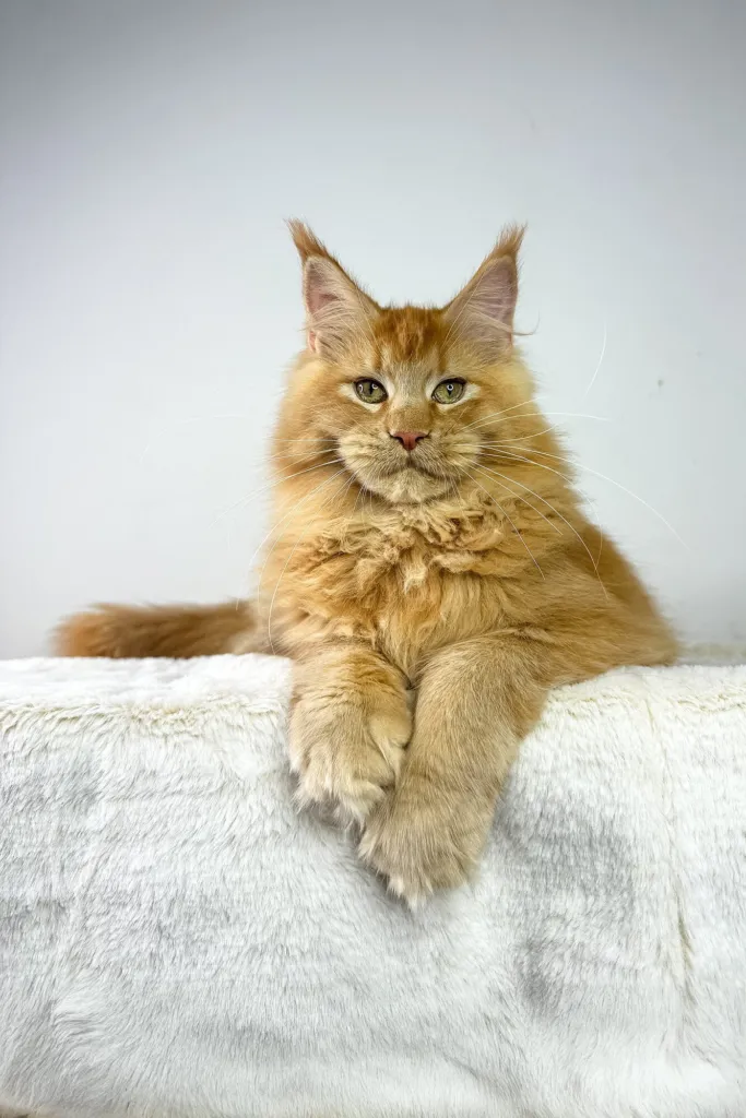 Red Maine Coon resting its paws over the edge of a white throw