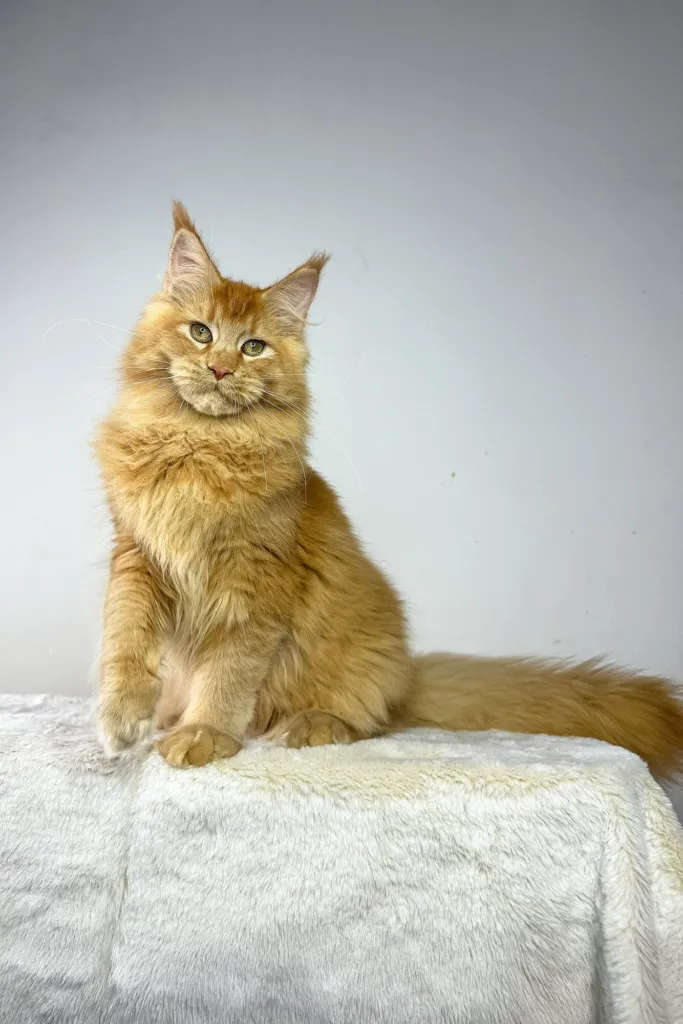 Red Maine Coon kitten sitting on a white throw
