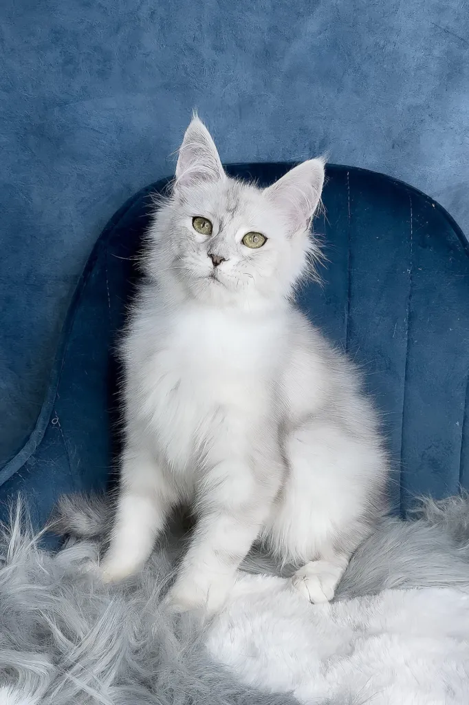 Silver shaded Maine Coon kitten sitting on a blue velvet chair