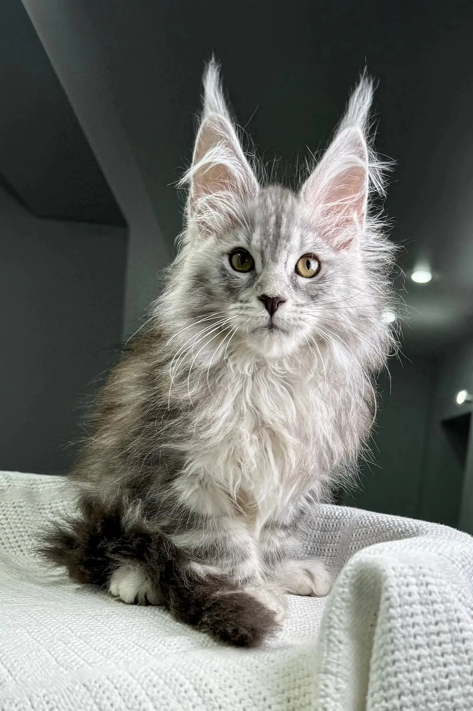Silver tabby Maine Coon with long ear tufts sitting on a white blanket