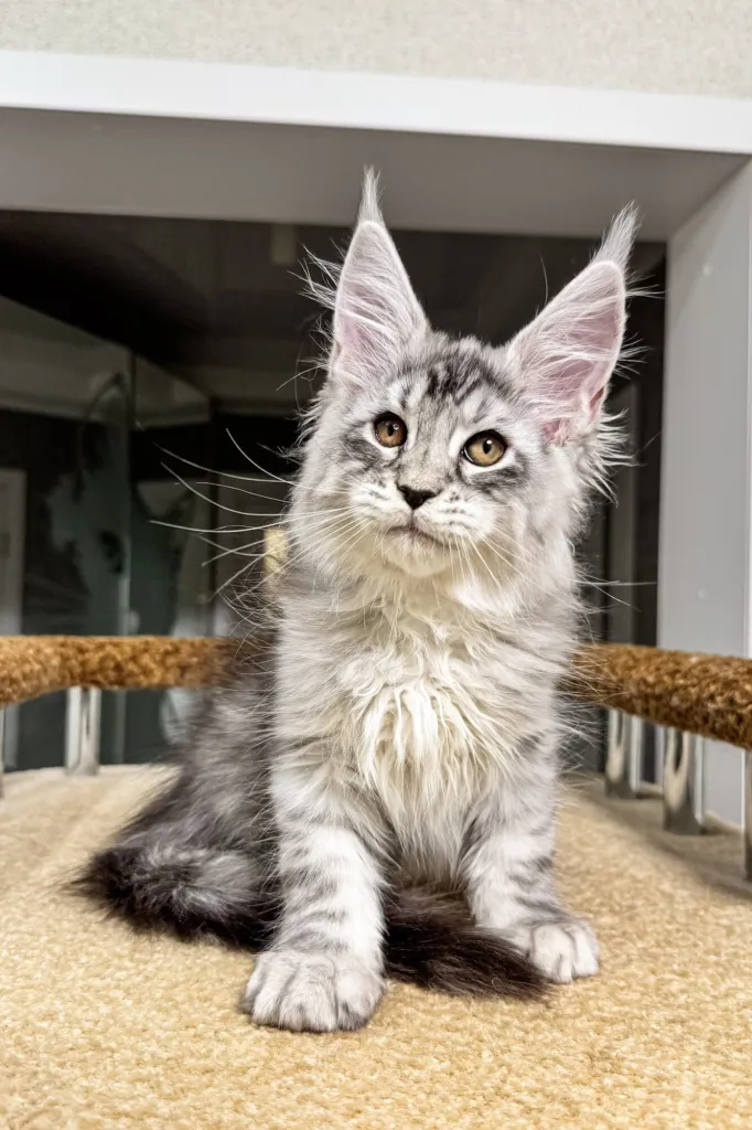 Silver tabby Maine Coon kitten sitting on a cat tree