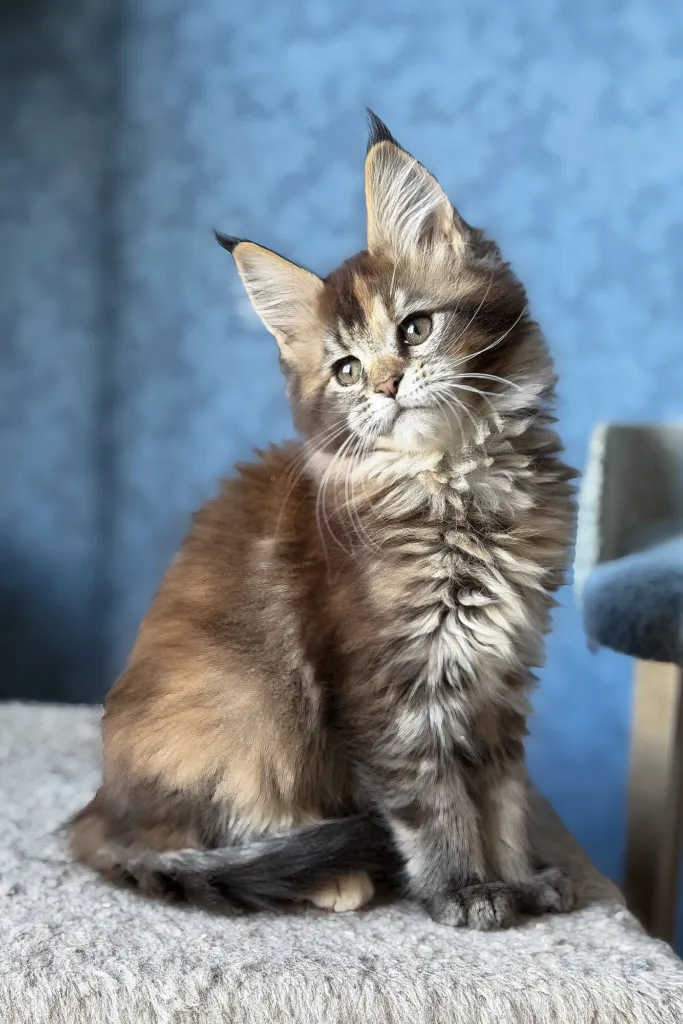 Tortoiseshell tabby Maine Coon kitten sitting in front of a blue wall