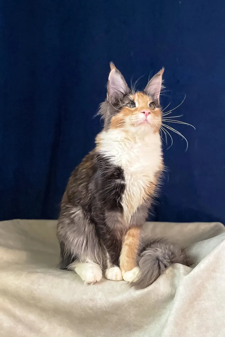 Tricolour Maine Coon kitten with a white chest against a navy backdrop