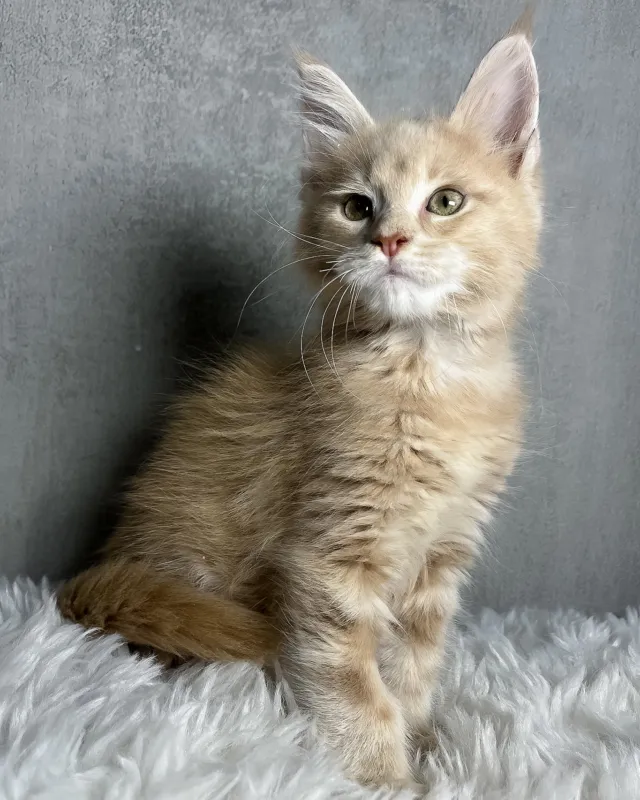 Pollo, cream classic tabby Maine Coon boy