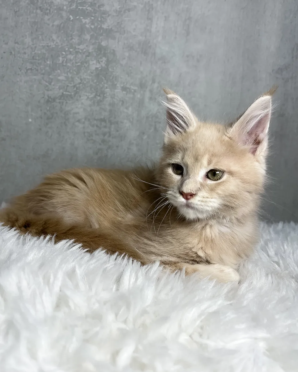 Pollo, cream classic tabby Maine Coon boy