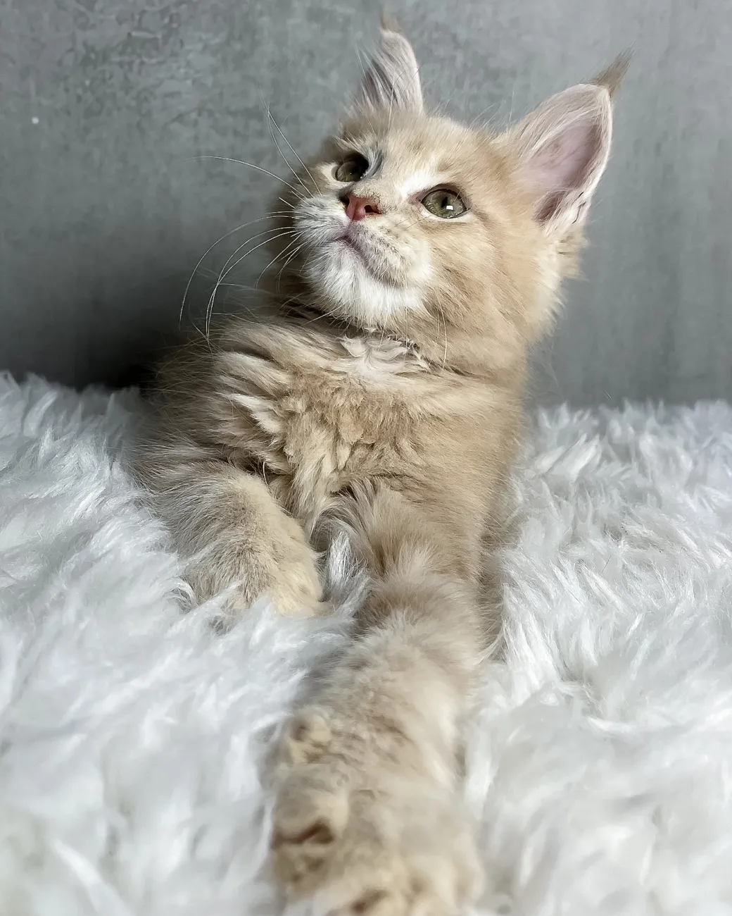 Pollo, cream classic tabby Maine Coon boy
