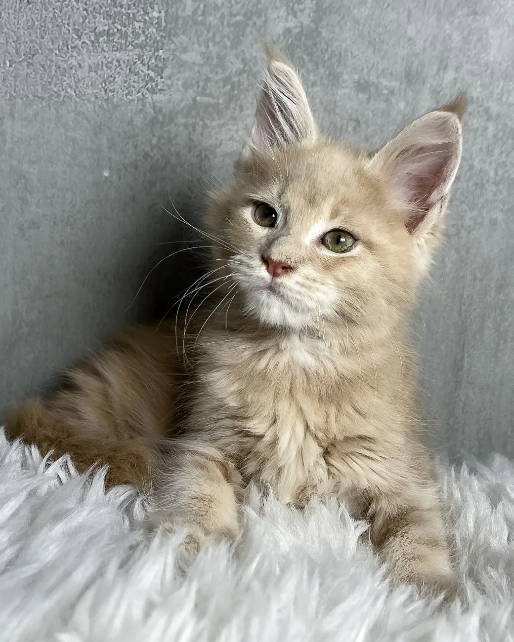 Pollo, cream classic tabby Maine Coon boy