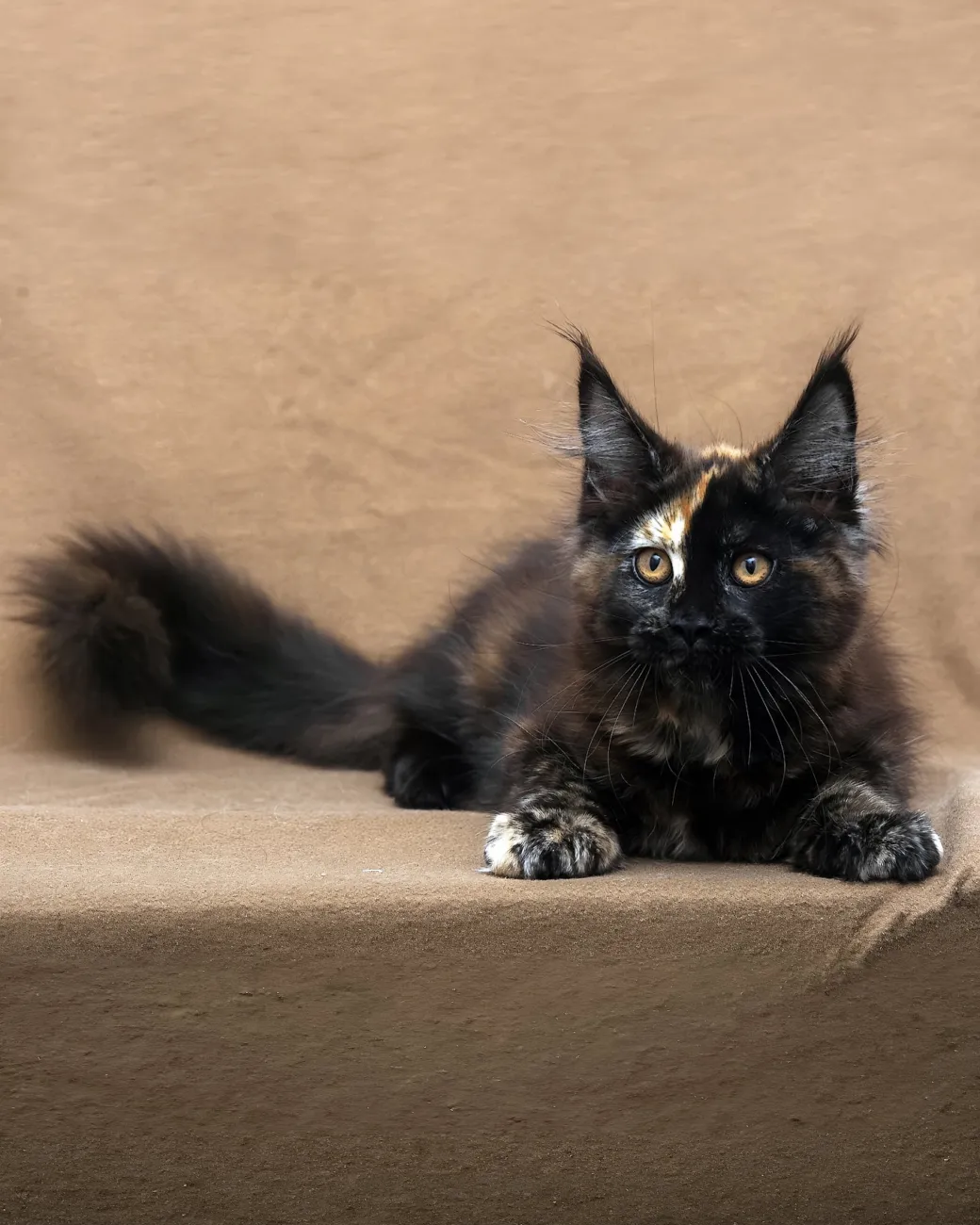 Poppy, black tortoise Maine Coon girl