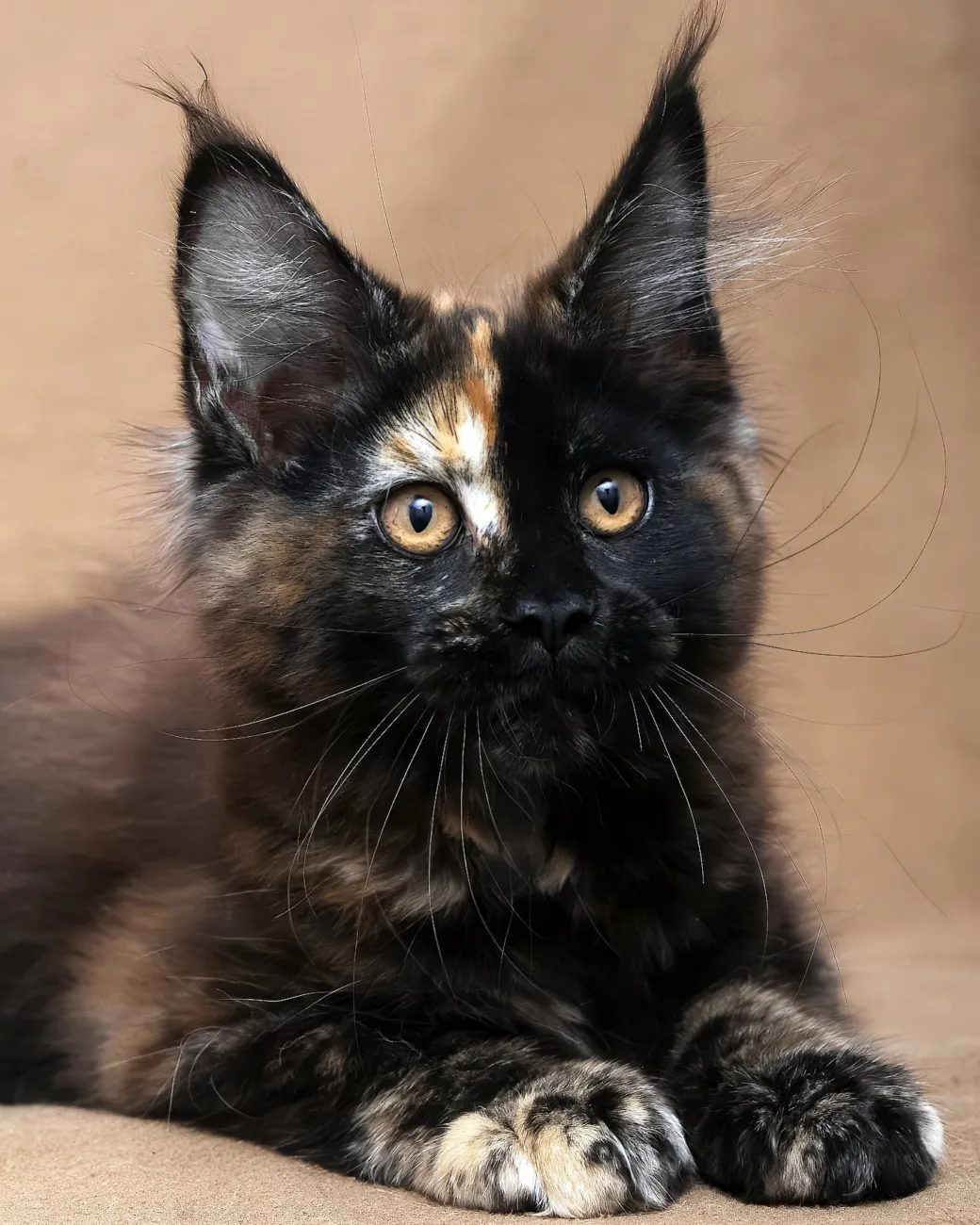 Poppy, black tortoise Maine Coon girl