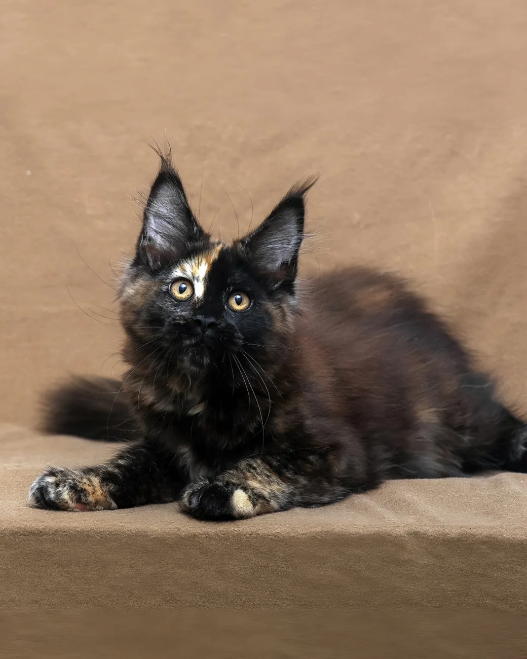 Poppy, black tortoise Maine Coon girl