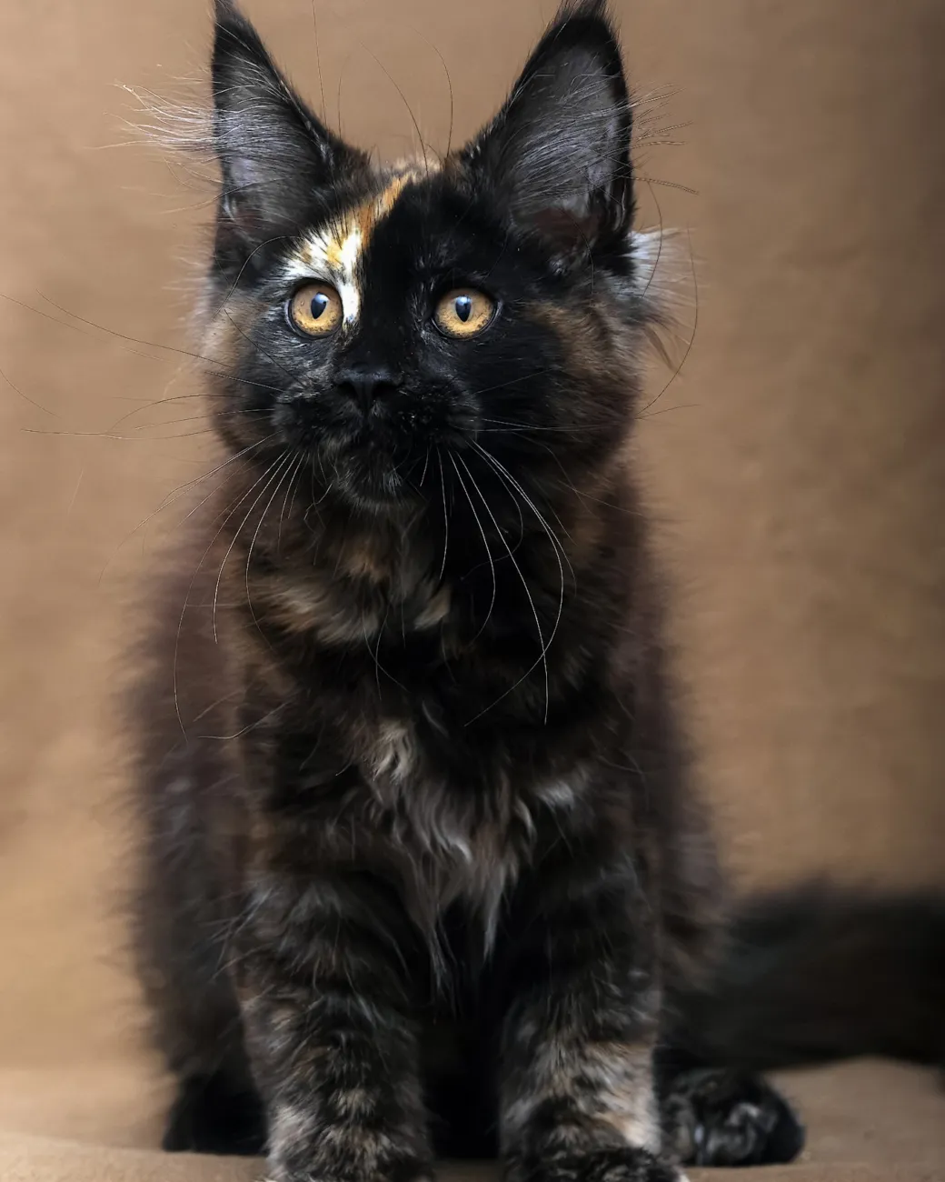 Poppy, black tortoise Maine Coon girl