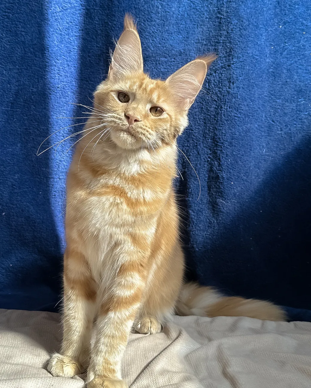 Quinley, red silver Maine Coon girl